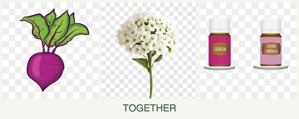 Can you plant beets, alyssum and geraniums together?