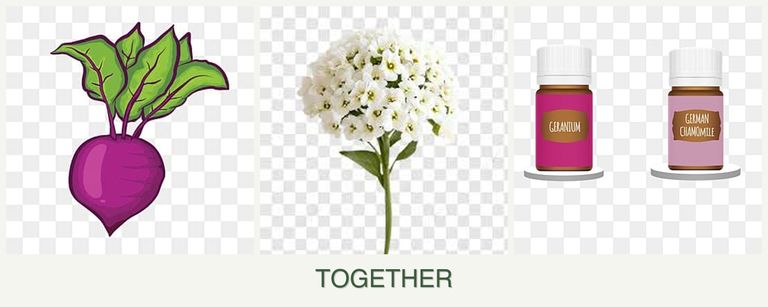 Can you plant beets, alyssum and geraniums together?