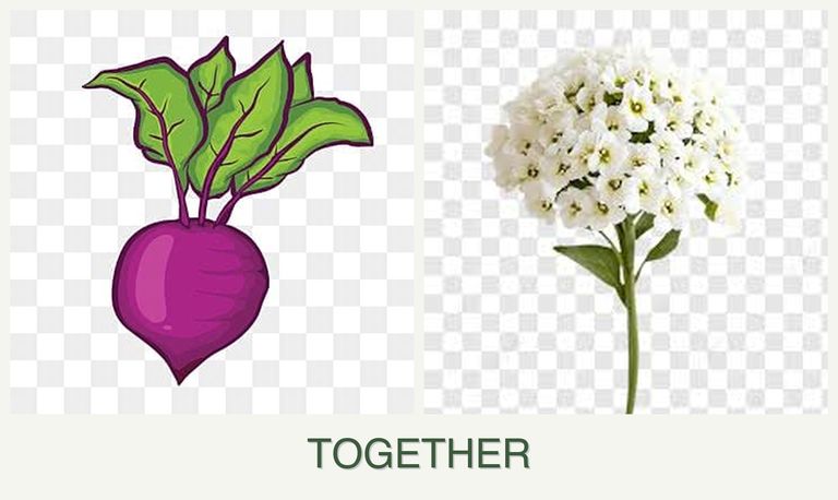 Can you plant beets and alyssum together?