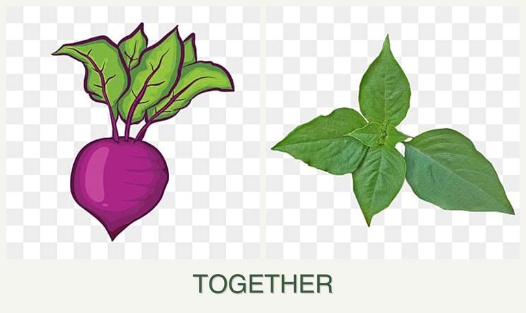 Can you plant beets and basil together?