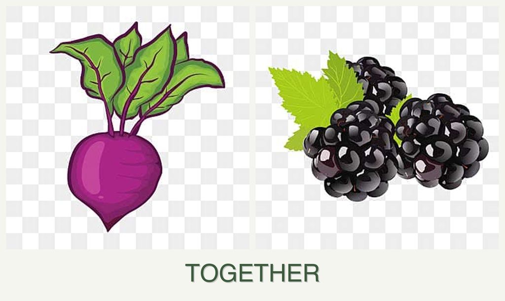 Can you plant beets and blackberries together?