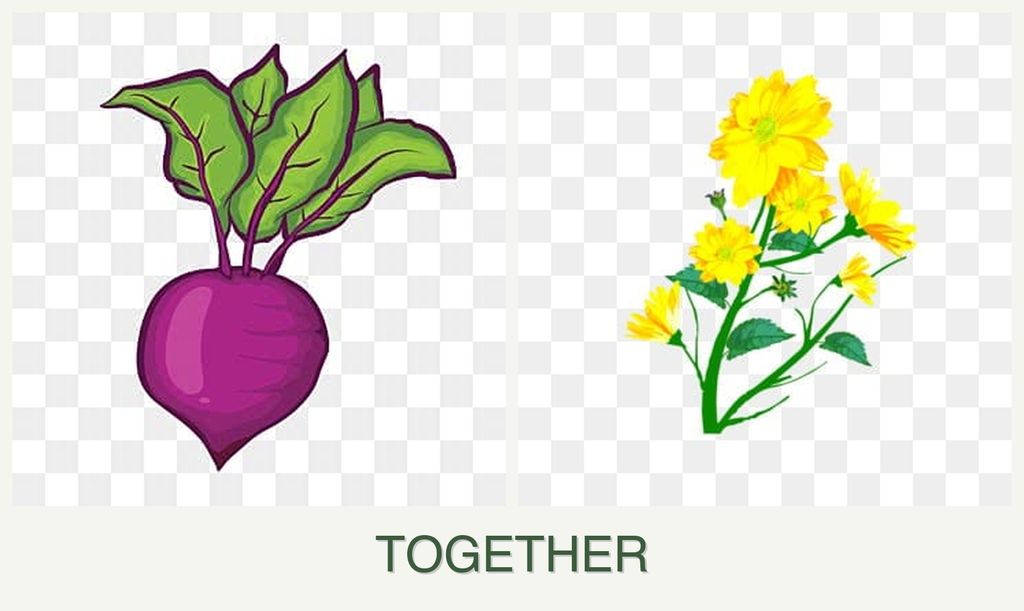 Can you plant beets and calendula together?