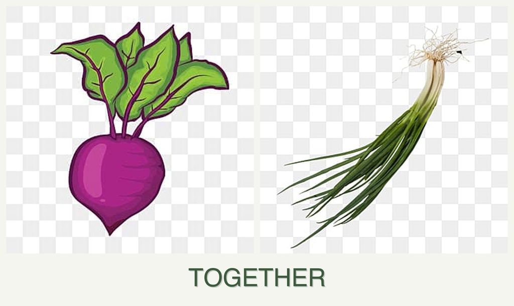 Can you plant beets and chives together?