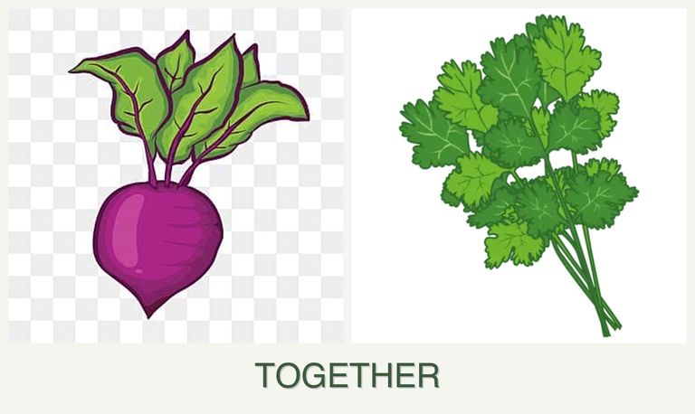 Can you plant beets and cilantro together?