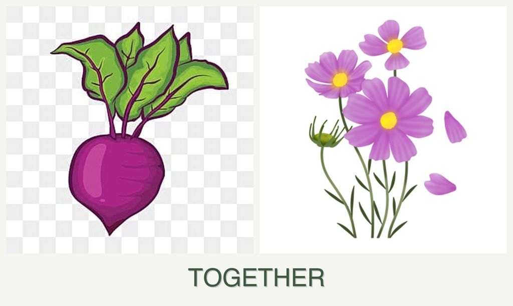 Can you plant beets and cosmos together?