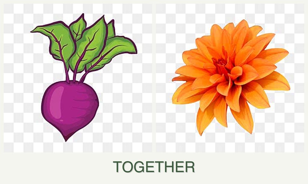 Can you plant beets and dahlias together?