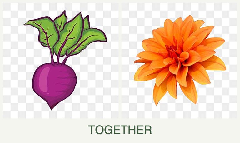 Can you plant beets and dahlias together?