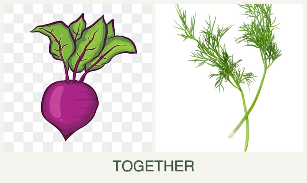 Can you plant beets and dill together?