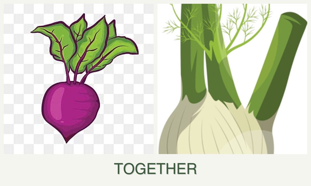 Can you plant beets and fennel together?