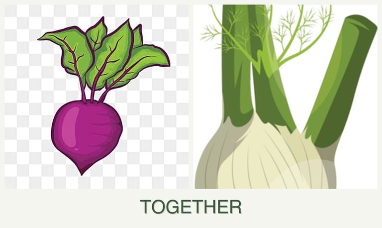 Can you plant beets and fennel together?