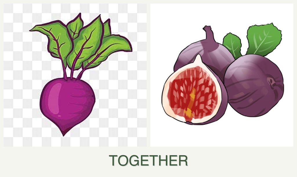Can you plant beets and figs together?