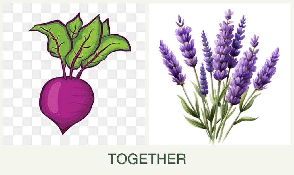 Can you plant beets and lavender together?