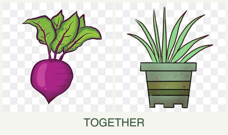 Can you plant beets and lemongrass together?