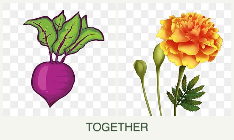 Can you plant beets and marigolds together?