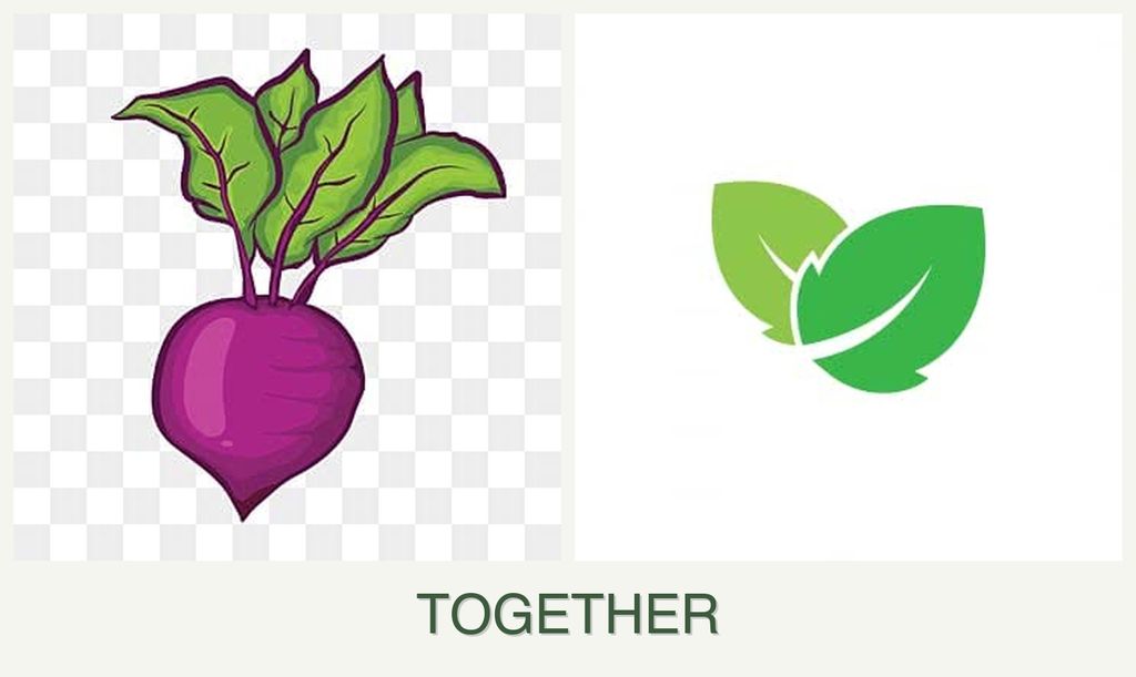 Can you plant beets and mint together?