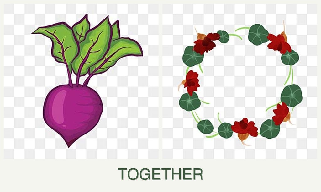 Can you plant beets and nasturtiums together?