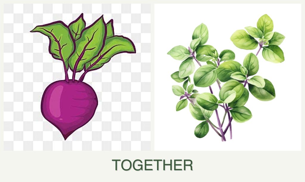 Can you plant beets and oregano together?
