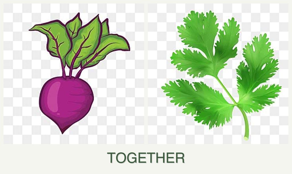 Can you plant beets and parsley together?