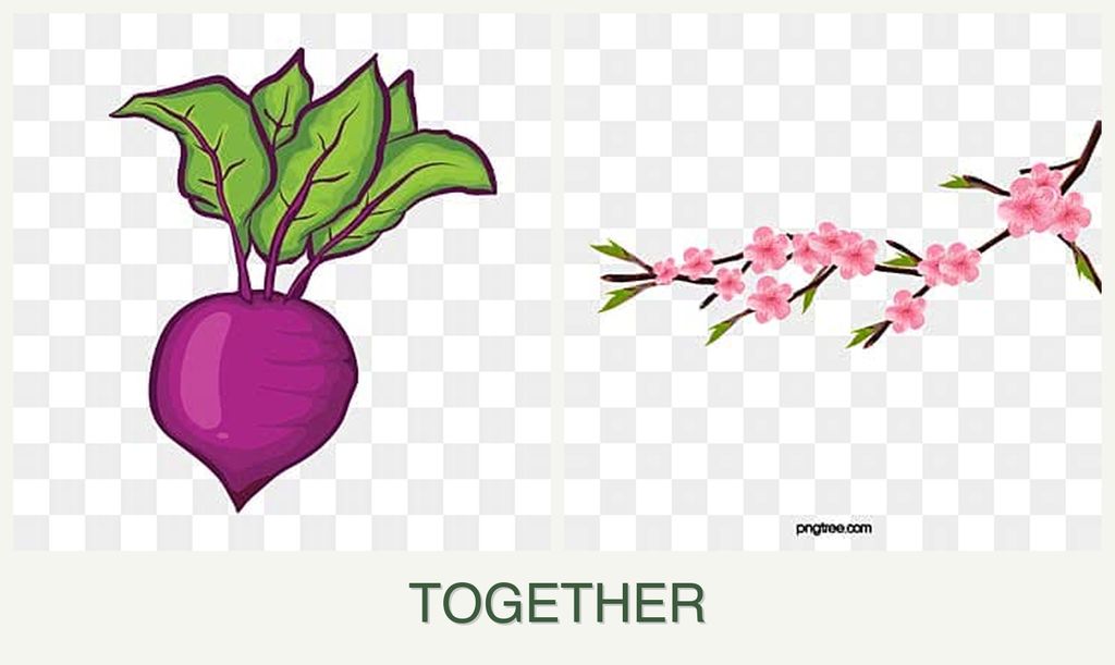 Can you plant beets and peaches together?