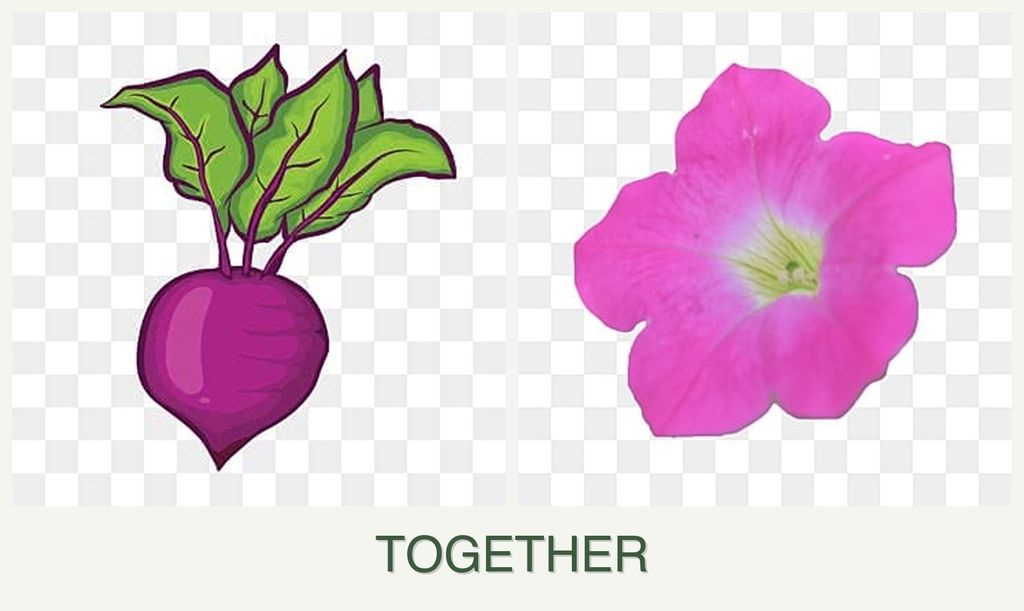 Can you plant beets and petunias together?