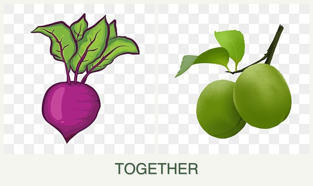 Can you plant beets and plums together?