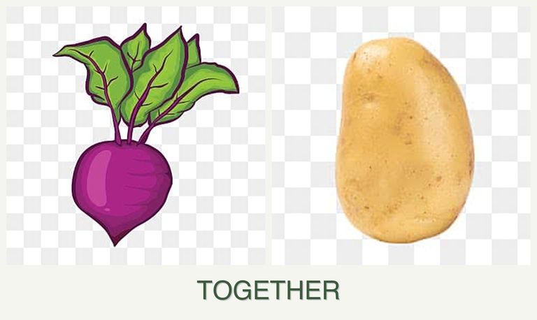 Can you plant beets and potatoes together?