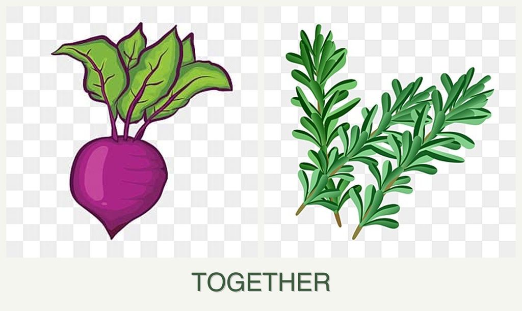 Can you plant beets and rosemary together?