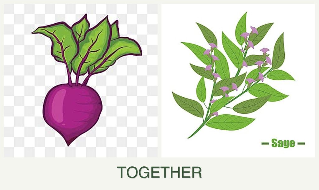 Can you plant beets and sage together?