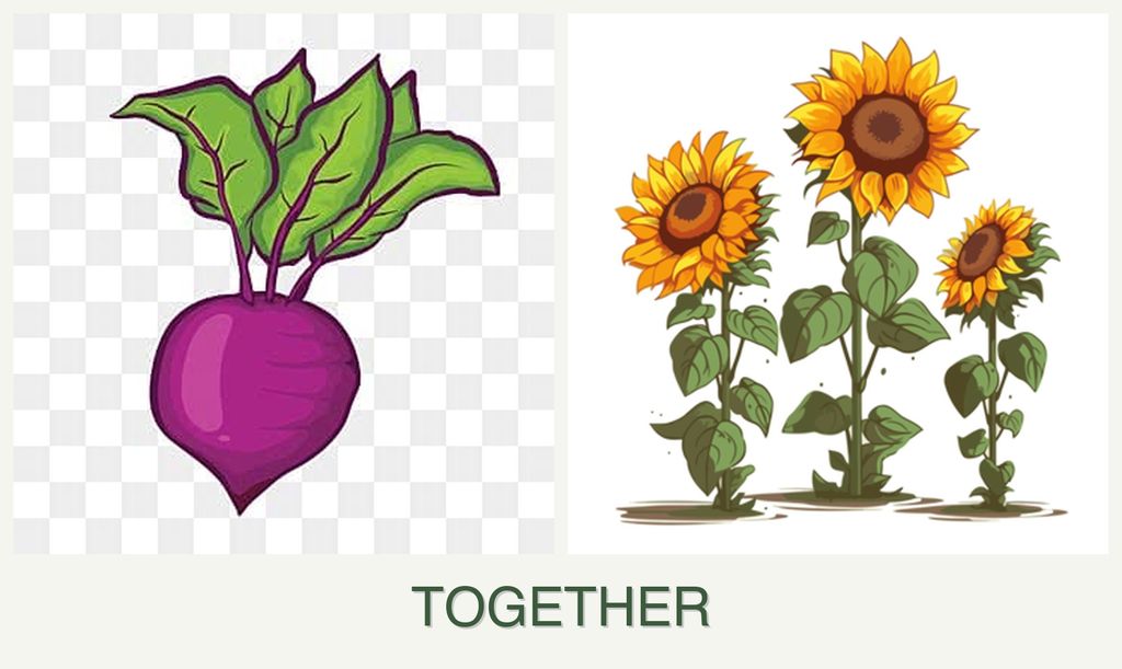 Can you plant beets and sunflowers together?