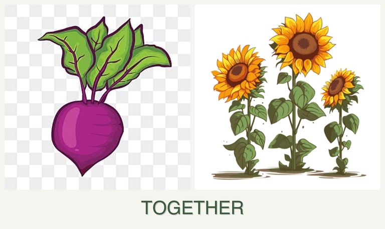 Can you plant beets and sunflowers together?