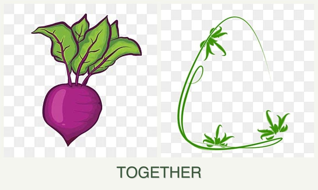 Can you plant beets and tarragon together?