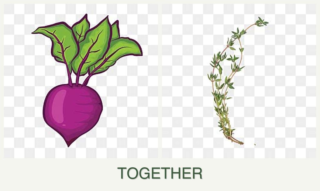 Can you plant beets and thyme together?