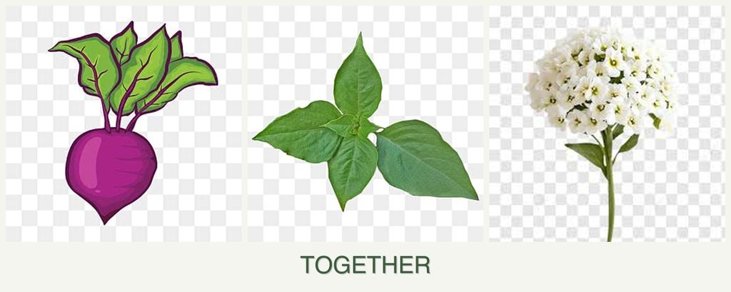 Can you plant beets, basil and alyssum together?