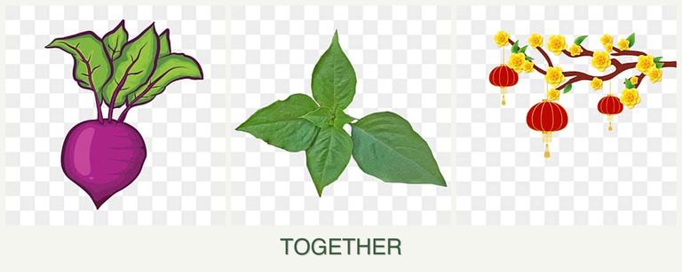 Can you plant beets, basil and apricots together?