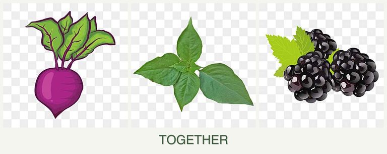 Can you plant beets, basil and blackberries together?