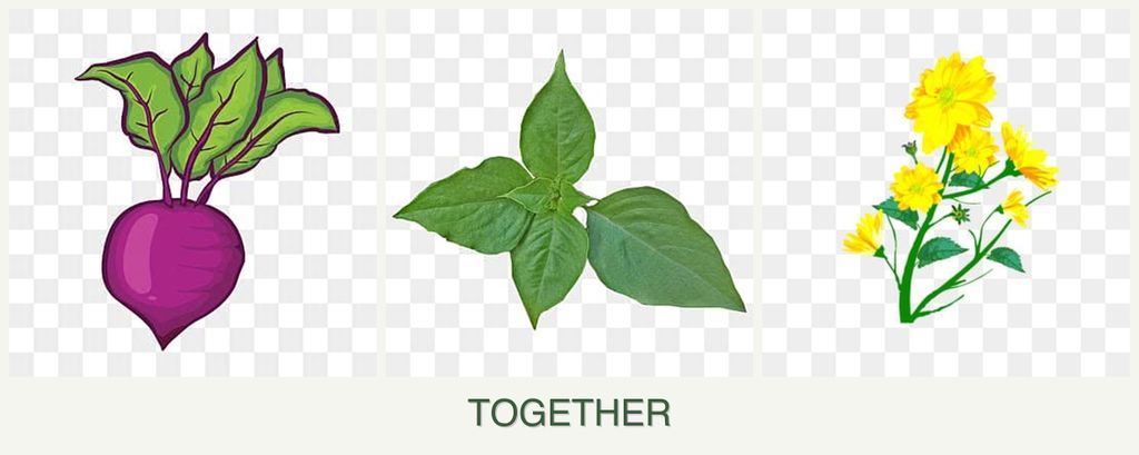 Can you plant beets, basil and calendula together?