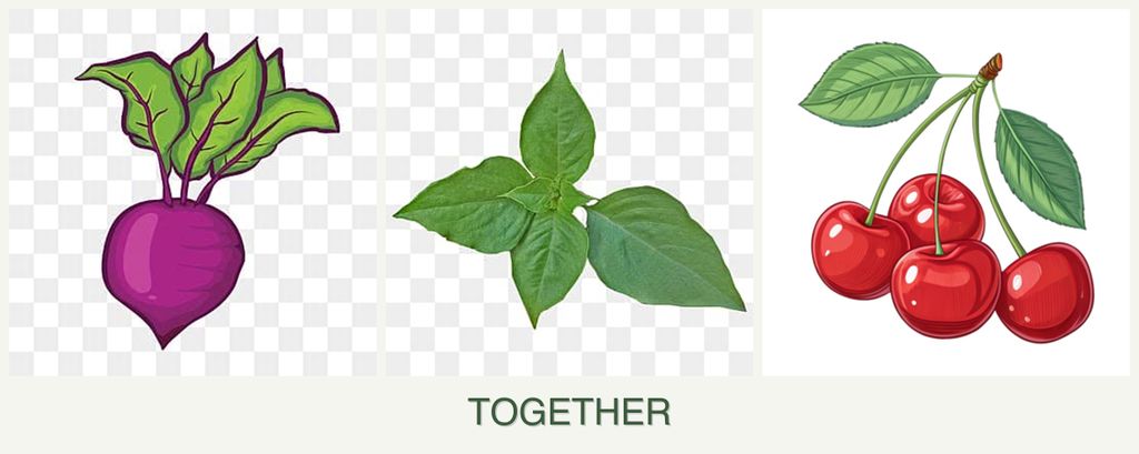 Can you plant beets, basil and cherries together?