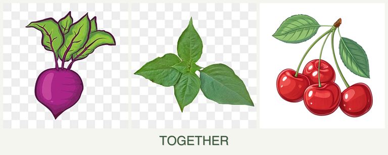 Can you plant beets, basil and cherries together?