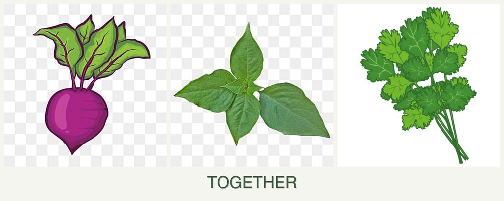 Can you plant beets, basil and cilantro together?