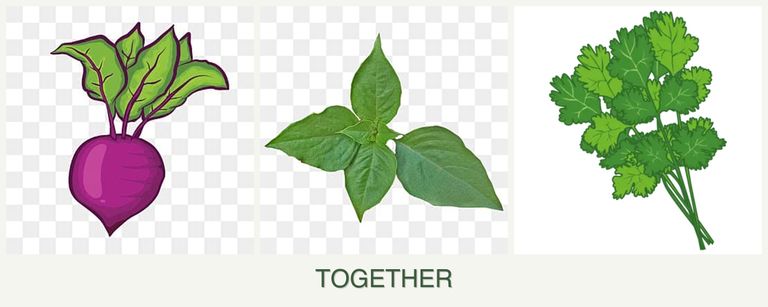 Can you plant beets, basil and cilantro together?