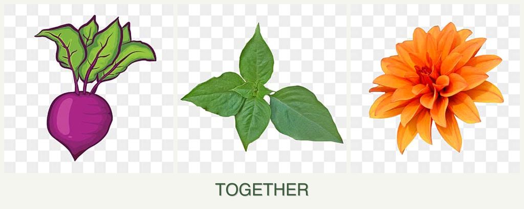 Can you plant beets, basil and dahlias together?