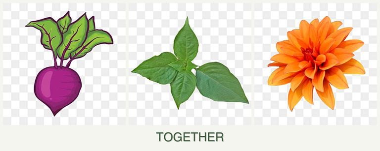 Can you plant beets, basil and dahlias together?