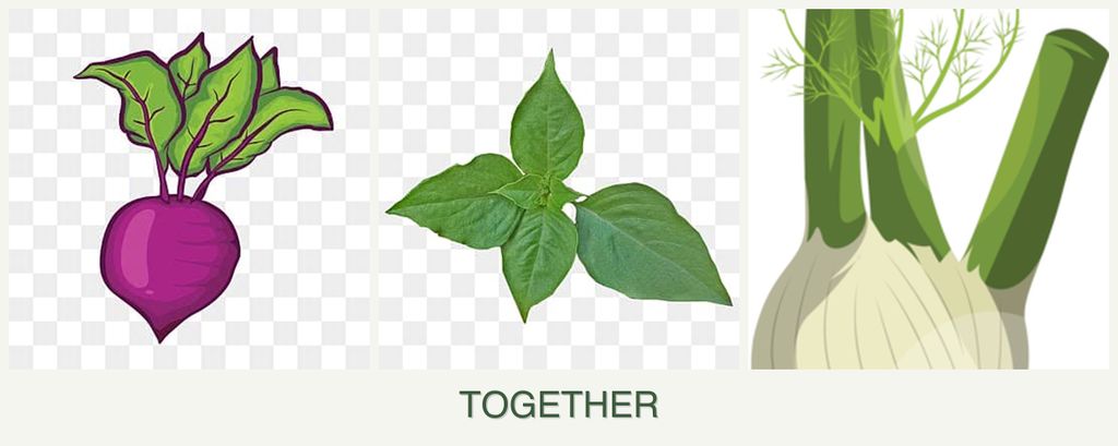 Can you plant beets, basil and fennel together?