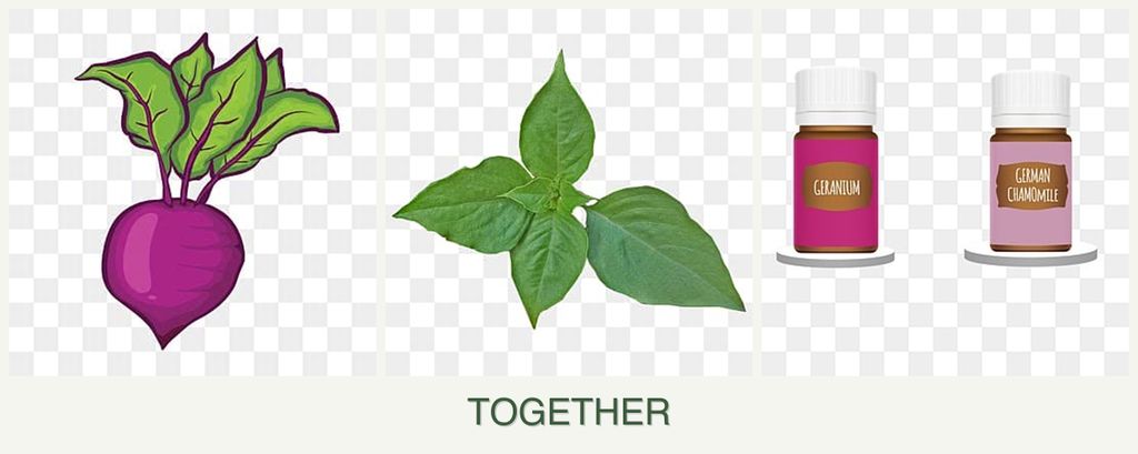 Can you plant beets, basil and geraniums together?