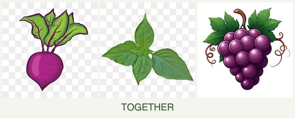 Can you plant beets, basil and grapes together?
