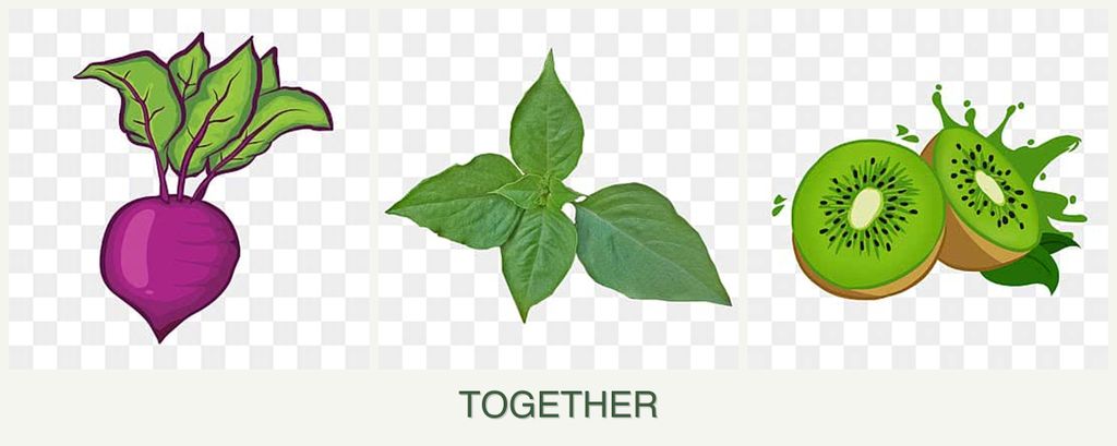 Can you plant beets, basil and kiwi together?