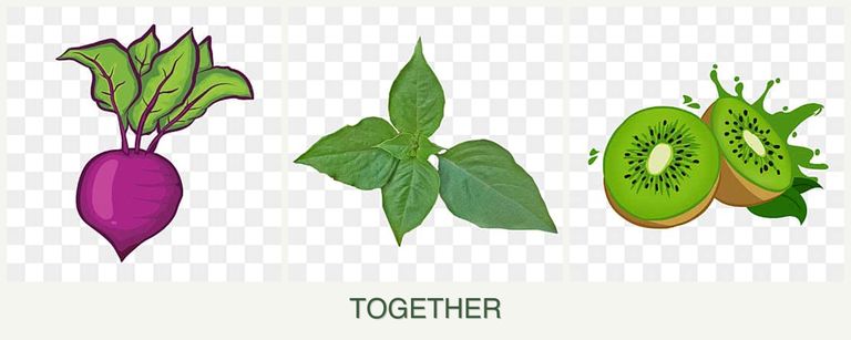 Can you plant beets, basil and kiwi together?