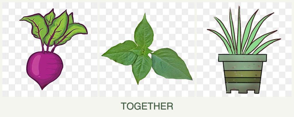 Can you plant beets, basil and lemongrass together?