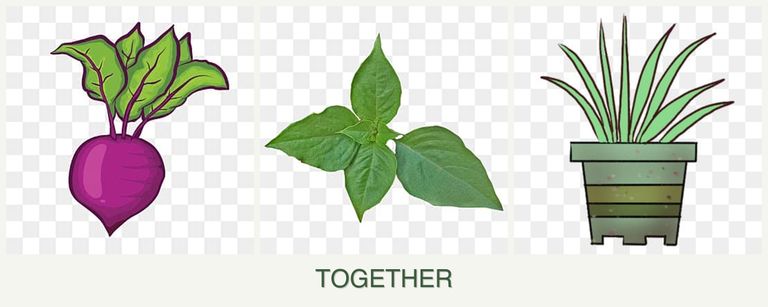 Can you plant beets, basil and lemongrass together?