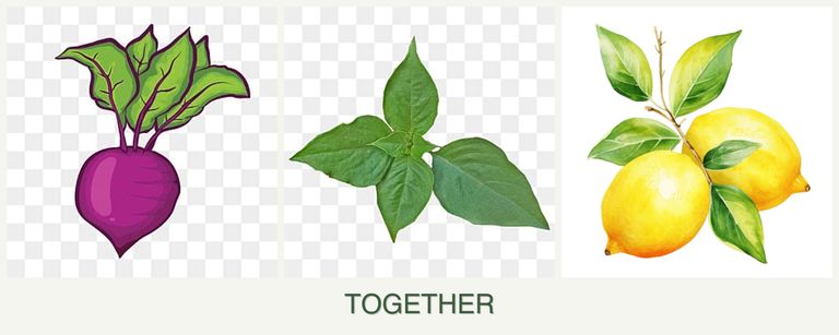 Can you plant beets, basil and lemons together?